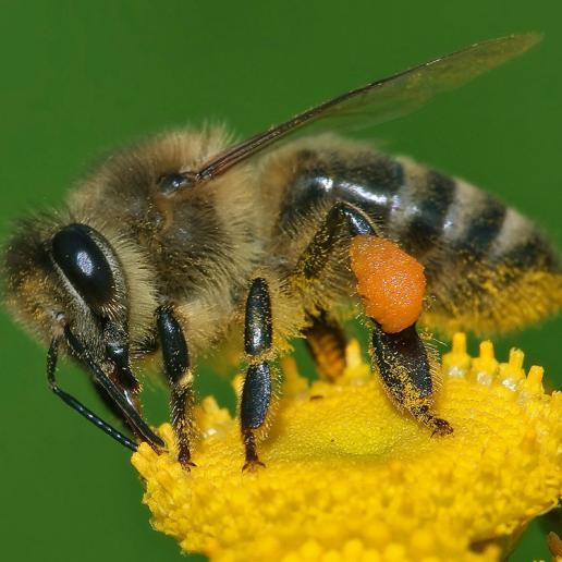 Bee collecting honey