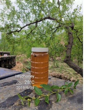 pure sidr jujube honey