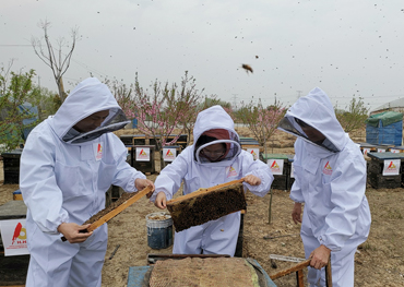 Apiary of Natural Honey/Canola Flower Honey